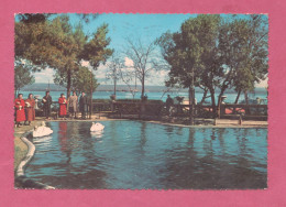 Taranto. Giardini Del Peripato. Laghetto Dei Cigni- Standard Size, Divided Back, Ed. Ditta Ettore De Pace, Taranto. - Taranto