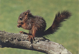 X8151 ECUREUIL EICHORNCHEN RED SQUIRREL SCOIATTOLO - Altri & Non Classificati