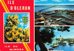 17 ILE D OLERON MIMOSA - Ile D'Oléron