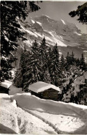 Wengen, Die Jungfrau (2089) * 28. 3. 1955 - Wengen