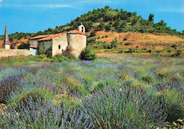 13 PROVENCE CHAMP DE LAVANDE - Autres & Non Classés