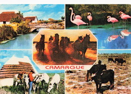 13 CAMARGUE  - Other & Unclassified