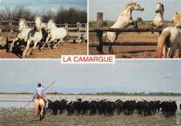 13 CAMARGUE CHEVAUX - Other & Unclassified