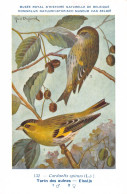 Tarin Des Auines - Elssijs  - Musée Royal D'Histoire Naturelle De Belgique - Birds