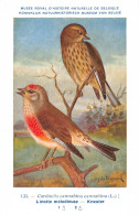 Linotte Mélodieuse - Kneuter  - Musée Royal D'Histoire Naturelle De Belgique - Birds