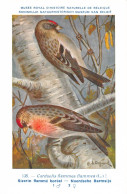 Sizerin Flammé Boréal - Noordse Barmsijs - Musée Royal D'Histoire Naturelle De Belgique - Birds