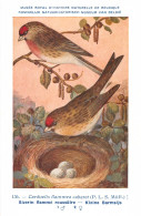 Sizerin Flammé Roussâtre - Kleine Barmsijs - Musée Royal D'Histoire Naturelle De Belgique - Birds