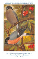 Bouvreuil Pivoine - Goudvink  - Musée Royal D'Histoire Naturelle De Belgique - Birds