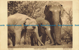 R653697 Whipsnade Park. Indian Elephants. Zoological Society Of London - Sonstige & Ohne Zuordnung