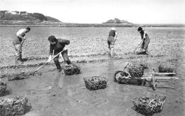 CANCALE - Les Parcs à Huîtres Et Le Rocher De Cancale (CPSM Petit Format) - Cancale