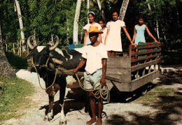 CPM - SEYCHELLES - Charette De Boeuf - La Digue - Edition Photo Eden Ltd - Seychelles