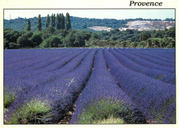 84 REFLETS DE PROVENCE LAVANDE  - Sonstige & Ohne Zuordnung