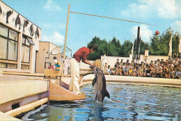 Romania Constanta Spectacol Cu Delfini La Delfinariu - Rumänien
