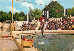 Romania Constanta Spectacol Cu Delfini La Delfinariu - Rumänien