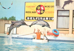 Romania Constanta Delfinariul - Spectacol Cu Delfini - Delfini