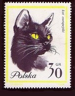 EUROPEAN CAT CATS CHAT EUROPÉEN CHATS EUROPÄISCHE KATZE KATZEN GATO EUROPEO -  POLAND POLEN POLOGNE 1964 MI 1475 MNH - Hauskatzen