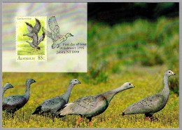 GANSO DEL CABO BARREN - Cereopsis Novaehollandiae - Cape Barren Goose. TM/MC Jabiru NT 1991 - Ganzen