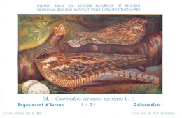 Engoulevent D'Europe - Geitenmelker  - Musée Royal D'Histoire Naturelle De Belgique - Birds