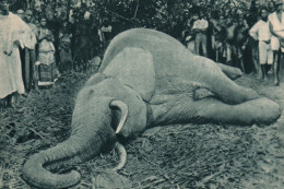 CPSM - CÔTE D'IVOIRE - Scène De Chasse Éléphant - Edition Hélio N.E.A. - Elfenbeinküste