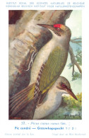 Pic Cendré - Grauwkopspecht  - Musée Royal D'Histoire Naturelle De Belgique - Birds