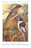 Gobe-mouches à Collier - Withals Vliegenvanger  - Musée Royal D'Histoire Naturelle De Belgique - Birds