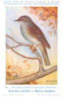 Accenteur Mouchet - Blauwe Haagmus  - Musée Royal D'Histoire Naturelle De Belgique - Birds