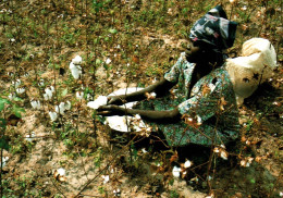 CPM - TCHAD - Jeune Femme Récoltant Le Coton (Photo JC.Gadmer) - Edition CCFD - Tchad