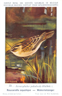 Rousserolle Aquatique - Waterrietzanger  - Musée Royal D'Histoire Naturelle De Belgique - Birds