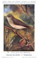 Fauvette Des Jardins - Tuingrasmus  - Musée Royal D'Histoire Naturelle De Belgique - Birds