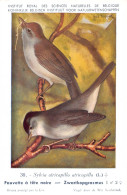 Fauvette à Tête Noire - Zwartkopgrasmus - Musée Royal D'Histoire Naturelle De Belgique - Birds