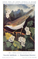 Fauvette Babillarde - Braamsluiper Grasmus - Musée Royal D'Histoire Naturelle De Belgique - Birds