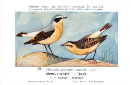 Motteux Cendré - Tapuit - Musée Royal D'Histoire Naturelle De Belgique - Birds