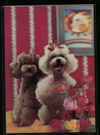 3D-AK Poodles, Pudel  - Photographs