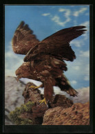 3D-AK Adler Auf Einem Fels  - Photographie