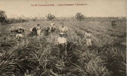 * T3 Cuban Pineapples Cultivation, Folklore (EB) - Unclassified