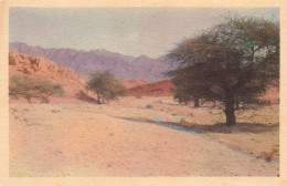 ISRAEL - Negev - In The Mountains Of Elat - Paysage - Carte Postale Ancienne - Israël