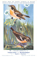 Traquet Tarier - Bruinkeeltapuit - Musée Royal D'Histoire Naturelle De Belgique - Birds