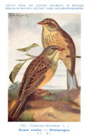 Bruant Ortolan - Ortolaangors  - Musée Royal D'Histoire Naturelle De Belgique - Birds