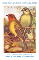 Bruant à Gorge Brune - Bruinkeelgors  - Musée Royal D'Histoire Naturelle De Belgique - Birds