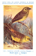 Bruant Jaune - Geelgors  - Musée Royal D'Histoire Naturelle De Belgique - Birds