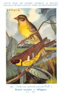 Bruant Auréole - Wilggors  - Musée Royal D'Histoire Naturelle De Belgique - Birds