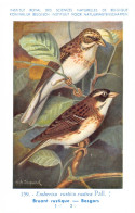 Bruant Rustique - Bosgors  - Musée Royal D'Histoire Naturelle De Belgique - Birds