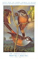 Bruant Fau - Grijze Gors  - Musée Royal D'Histoire Naturelle De Belgique - Birds