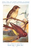 Bruant Roux - Rosse Gors  - Musée Royal D'Histoire Naturelle De Belgique - Birds