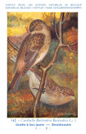 Linotte à Bec Jaune - Steenkneuter  - Musée Royal D'Histoire Naturelle De Belgique - Birds