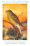 Venturon Montagnard - Citroensijs - Musée Royal D'Histoire Naturelle De Belgique - Birds