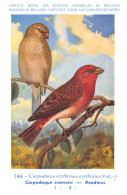 Carpadaque Cramoisi - Roodmus - Musée Royal D'Histoire Naturelle De Belgique - Birds