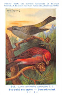 Bec-croisé Des Sapins - Dennenkruisbek  - Musée Royal D'Histoire Naturelle De Belgique - Birds