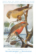 Bec-croisé Perroquet - Mastenkruisbek  - Musée Royal D'Histoire Naturelle De Belgique - Birds