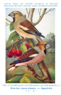 Gros-bec Casse-noyaux - Appelvink  - Musée Royal D'Histoire Naturelle De Belgique - Birds